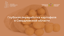 Создание производства по глубокой переработке картофеля в Свердловской области - ознакомительный фрагмент презентации - 1